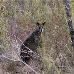 Wallabia bicolor at Tharwa, ACT - 10 Jul 2024