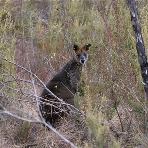 Wallabia bicolor at Tharwa, ACT - 10 Jul 2024 03:11 PM