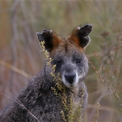 Wallabia bicolor at Tharwa, ACT - 10 Jul 2024 03:11 PM