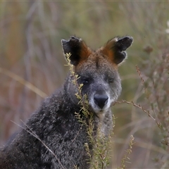 Wallabia bicolor at Tharwa, ACT - 10 Jul 2024 03:11 PM