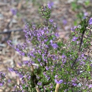 Prostanthera sp. at suppressed - 30 Sep 2024