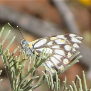 Belenois java at Cobar, NSW - 16 Sep 2024