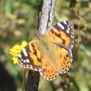 Vanessa kershawi (Australian Painted Lady) at Cobar, NSW by Christine