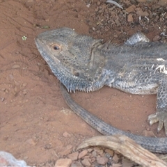 Pogona vitticeps (Central Bearded Dragon) at Cobar, NSW - 16 Sep 2024 by Christine