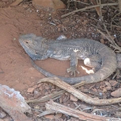 Pogona vitticeps at Cobar, NSW - 16 Sep 2024 10:19 AM
