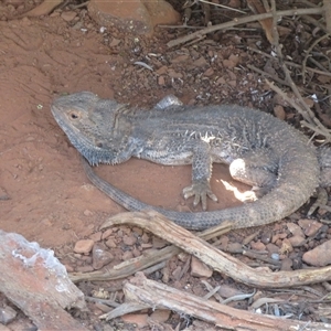Pogona vitticeps at Cobar, NSW - 16 Sep 2024 10:19 AM
