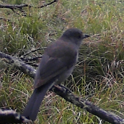 Colluricincla harmonica (Grey Shrikethrush) at Kangaroo Valley, NSW - 28 Sep 2024 by lbradley