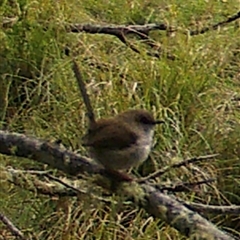 Malurus cyaneus (Superb Fairywren) at Kangaroo Valley, NSW - 29 Sep 2024 by lbradley