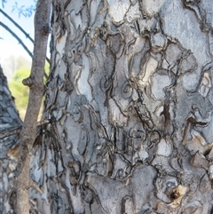 Flindersia maculosa (Leopardwood) at Cobar, NSW - 16 Sep 2024 by Christine