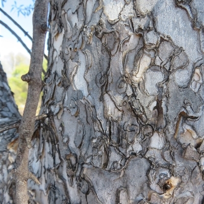 Flindersia maculosa at Cobar, NSW - 16 Sep 2024 by Christine