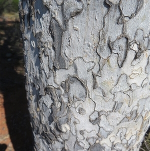 Flindersia maculosa at Cobar, NSW - 16 Sep 2024 10:29 AM