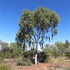 Flindersia maculosa at Cobar, NSW - 16 Sep 2024 10:29 AM