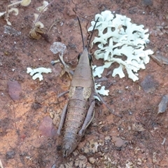 Unidentified Grasshopper (several families) at Cobar, NSW - 16 Sep 2024 by Christine