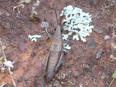 Monistria discrepans (Common Pyrgomorph) at Cobar, NSW - 16 Sep 2024 by Christine