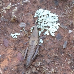 Monistria discrepans at Cobar, NSW - 16 Sep 2024