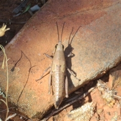 Monistria discrepans at Cobar, NSW - 16 Sep 2024 10:30 AM