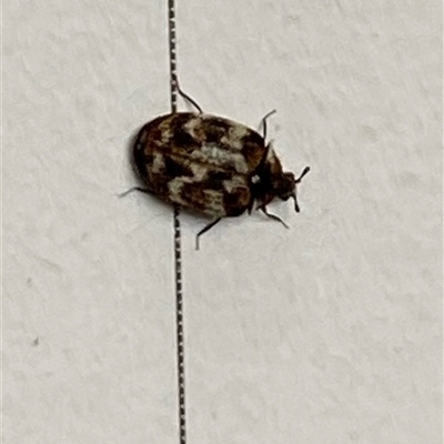 Anthrenus verbasci (Varied or Variegated Carpet Beetle) at Aranda, ACT - 29 Sep 2024 by lbradley