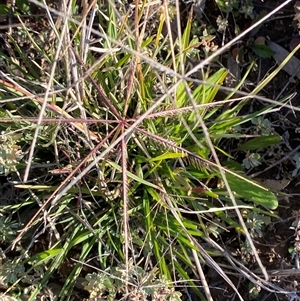 Chloris truncata at Hillston, NSW - 3 Jul 2024