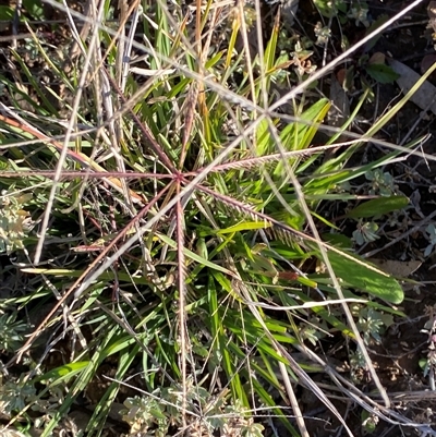 Chloris truncata (Windmill Grass) at Hillston, NSW - 3 Jul 2024 by Tapirlord