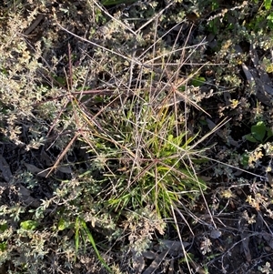 Chloris truncata at Hillston, NSW - 3 Jul 2024