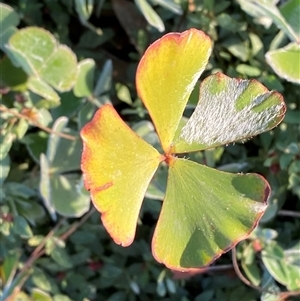 Marsilea drummondii at Hillston, NSW - 3 Jul 2024