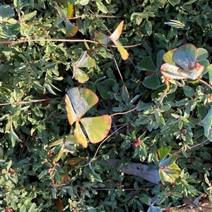 Marsilea drummondii at Hillston, NSW - 3 Jul 2024 03:46 PM