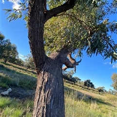 Eucalyptus largiflorens (Black Box, River Box) at Hillston, NSW - 3 Jul 2024 by Tapirlord