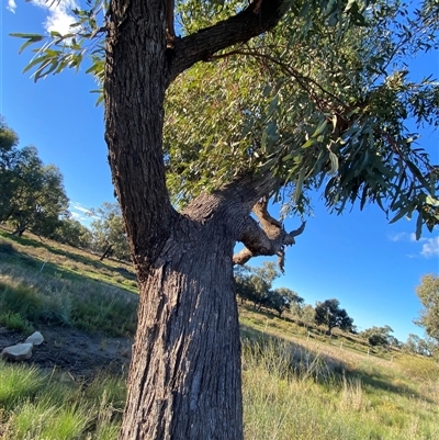 Eucalyptus largiflorens (Black Box, River Box) at Hillston, NSW - 3 Jul 2024 by Tapirlord