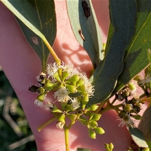 Eucalyptus largiflorens at Hillston, NSW - 3 Jul 2024