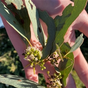 Eucalyptus largiflorens at Hillston, NSW - 3 Jul 2024