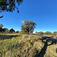 Eucalyptus largiflorens at Hillston, NSW - 3 Jul 2024