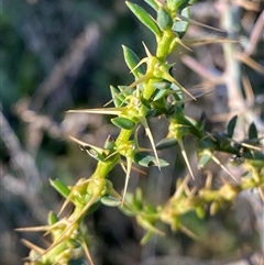 Sclerolaena muricata (Black Rolypoly) at Hillston, NSW - 3 Jul 2024 by Tapirlord