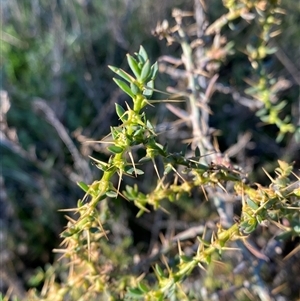 Sclerolaena muricata at Hillston, NSW - 3 Jul 2024