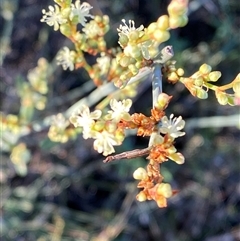 Duma florulenta (Lignum, Barrgay) at Hillston, NSW - 3 Jul 2024 by Tapirlord