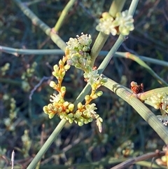 Duma florulenta at Hillston, NSW - 3 Jul 2024