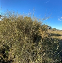 Duma florulenta at Hillston, NSW - 3 Jul 2024