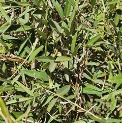 Unidentified Climber or Mistletoe at Petermann, NT - 30 Sep 2024 by atticus