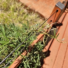 Glycine canescens at Petermann, NT - 30 Sep 2024 01:52 PM