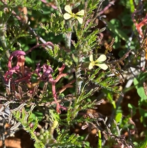 Carrichtera annua at Menindee, NSW - 3 Jul 2024