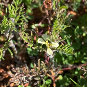 Carrichtera annua at Menindee, NSW - 3 Jul 2024 12:25 PM