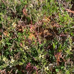 Carrichtera annua at Menindee, NSW - 3 Jul 2024