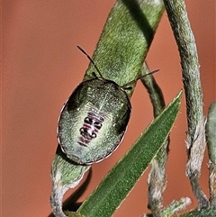 Pentatomidae (family) at Petermann, NT - 30 Sep 2024 by atticus