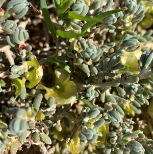 Maireana pyramidata (Sago Bush) at Menindee, NSW by Tapirlord