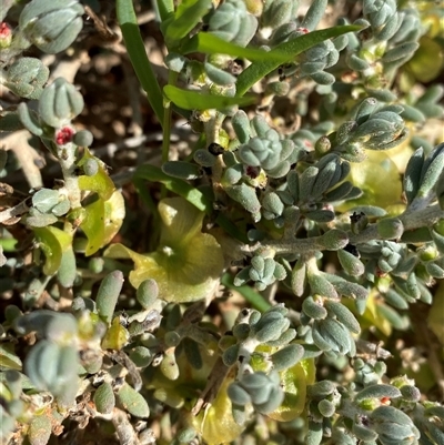 Maireana pyramidata (Sago Bush) at Menindee, NSW - 3 Jul 2024 by Tapirlord