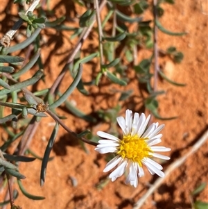 Minuria cunninghamii (Bush Minuria) at Menindee, NSW by Tapirlord