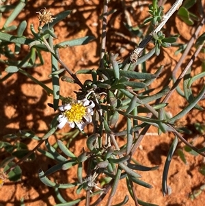 Minuria cunninghamii at Menindee, NSW - 3 Jul 2024 12:25 PM