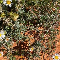 Minuria cunninghamii at Menindee, NSW - 3 Jul 2024 12:25 PM