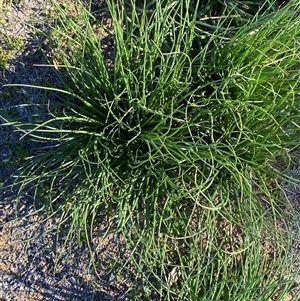 Asphodelus fistulosus (Onion Weed) at Menindee, NSW by Tapirlord