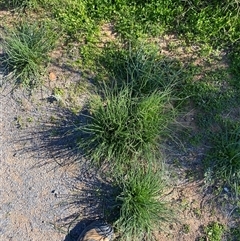 Asphodelus fistulosus at Menindee, NSW - 3 Jul 2024