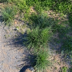 Asphodelus fistulosus at Menindee, NSW - 3 Jul 2024 11:16 AM